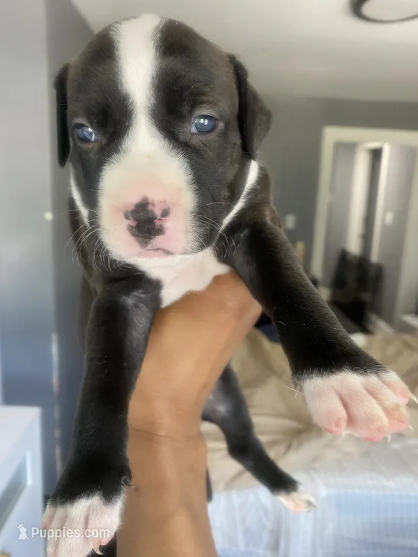 Sevyn – American Bully, American Pit Bull Terrier puppy for sale in Albany, NY