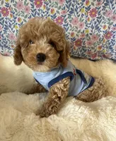 Mr. PERFECT!, a male Poodle - Miniature  for sale in Orlando, FL – Photo 4 of 4