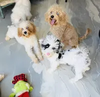 Mr. PERFECT!, a male Poodle - Miniature  for sale in Orlando, FL – Photo 2 of 4