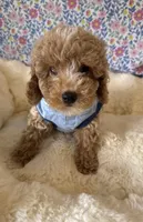 Mr. PERFECT!, a male Poodle - Miniature  for sale in Orlando, FL – Photo 3 of 4