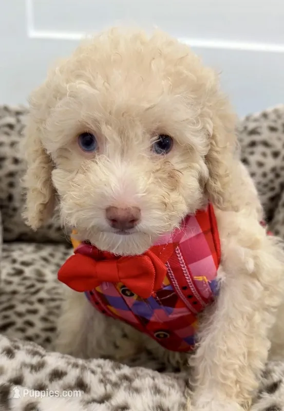 One blue eyes GORGEOUS! – Poodle - Miniature  puppy for sale in Orlando, FL