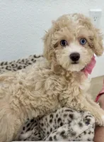Beautiful blue eyes GORGEOUS!💎💎, a male Poodle - Miniature  for sale in Orlando, FL – 9 of 10