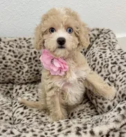 Beautiful blue eyes GORGEOUS!💎💎, a male Poodle - Miniature  for sale in Orlando, FL – 4 of 10
