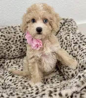 Beautiful blue eyes GORGEOUS!💎💎, a male Poodle - Miniature  for sale in Orlando, FL – 8 of 10