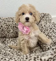 Beautiful blue eyes GORGEOUS!💎💎, a male Poodle - Miniature  for sale in Orlando, FL – 7 of 10