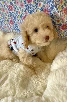 One blue eye GORGEOUS!, a male Poodle - Miniature  for sale in Orlando, FL – Photo 4 of 4