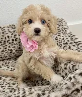 Beautiful blue eyes GORGEOUS!💎💎, a male Poodle - Miniature  for sale in Orlando, FL – 5 of 10