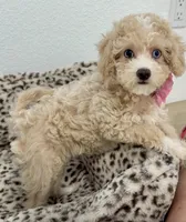 Beautiful blue eyes GORGEOUS!💎💎, a male Poodle - Miniature  for sale in Orlando, FL – 6 of 10