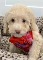 One blue eyes GORGEOUS!, a male Poodle - Miniature  for sale in Orlando, FL – Photo 8 of 8