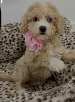 Beautiful blue eyes GORGEOUS!💎💎, a male Poodle - Miniature  for sale in Orlando, FL – 10 of 10