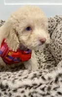 One blue eyes GORGEOUS!, a male Poodle - Miniature  for sale in Orlando, FL – Photo 6 of 8