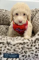 One blue eyes GORGEOUS!, a male Poodle - Miniature  for sale in Orlando, FL – Photo 7 of 8
