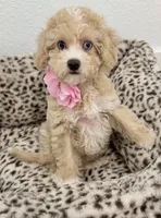 Beautiful blue eyes GORGEOUS!💎💎, a male Poodle - Miniature  for sale in Orlando, FL – 3 of 10