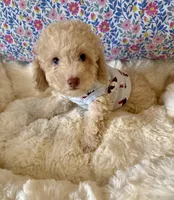 One blue eye GORGEOUS!, a male Poodle - Miniature  for sale in Orlando, FL – Photo 3 of 4