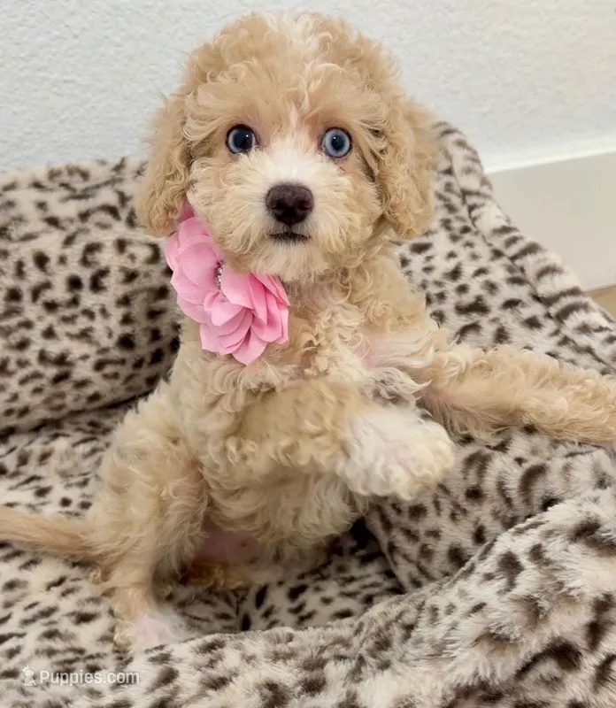 Beautiful blue eyes GORGEOUS!💎💎 – Poodle - Miniature  puppy for sale in Orlando, FL