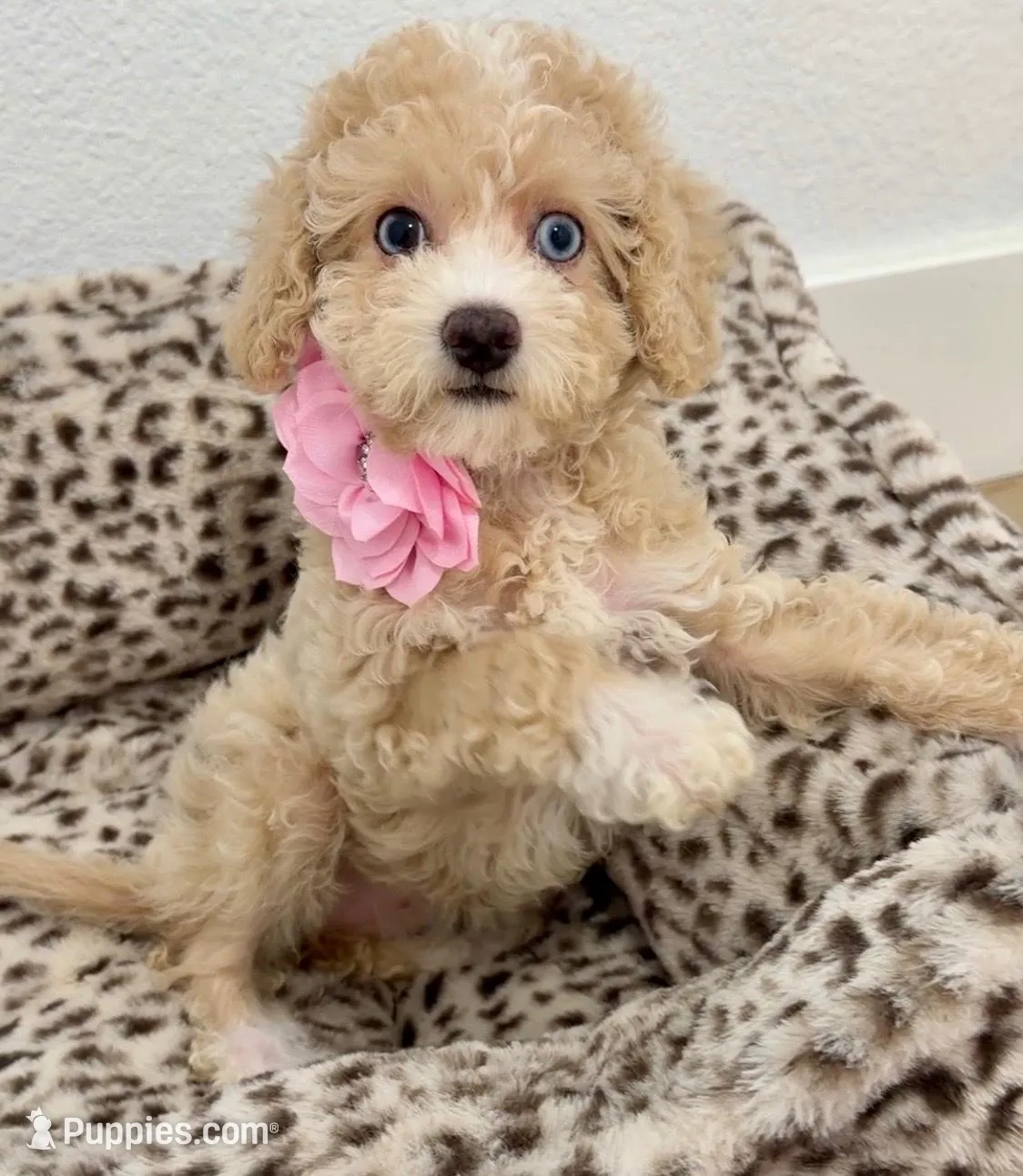 Beautiful blue eyes GORGEOUS!💎💎, a male Poodle - Miniature  for sale in Orlando, FL – 1 of 10