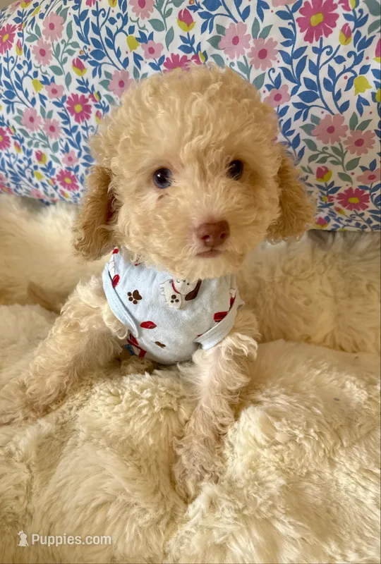 One blue eye GORGEOUS! – Poodle - Miniature  puppy for sale in Orlando, FL