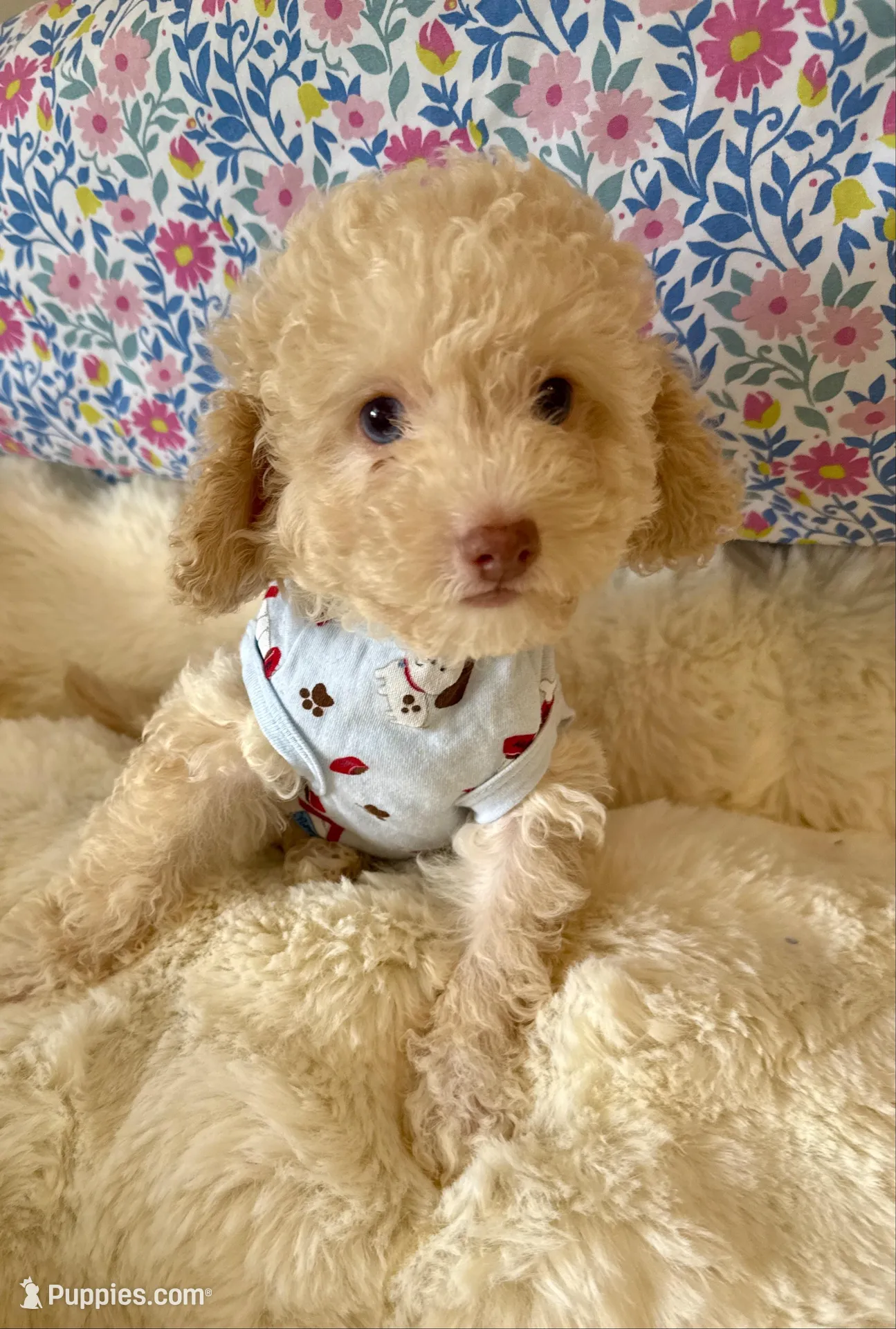 One blue eye GORGEOUS!, a male Poodle - Miniature  for sale in Orlando, FL – Photo 1 of 4