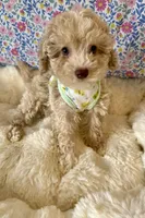 Light green eyes GORGEOUS, a male Poodle - Miniature  for sale in Orlando, FL – Photo 3 of 4