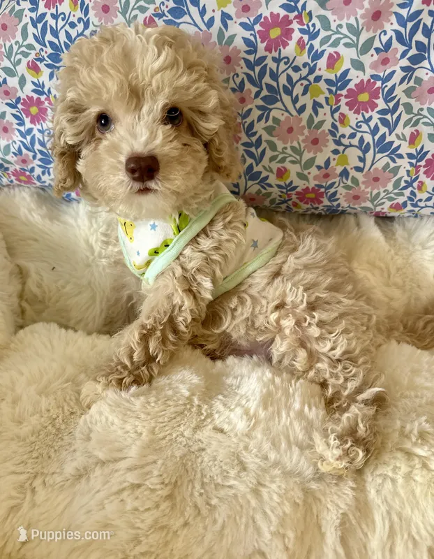 Light green eyes GORGEOUS – Poodle - Miniature  puppy for sale in Orlando, FL
