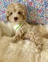 Light green eyes GORGEOUS, a male Poodle - Miniature  for sale in Orlando, FL – Photo 1 of 4