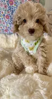Light green eyes GORGEOUS, a male Poodle - Miniature  for sale in Orlando, FL – Photo 2 of 4