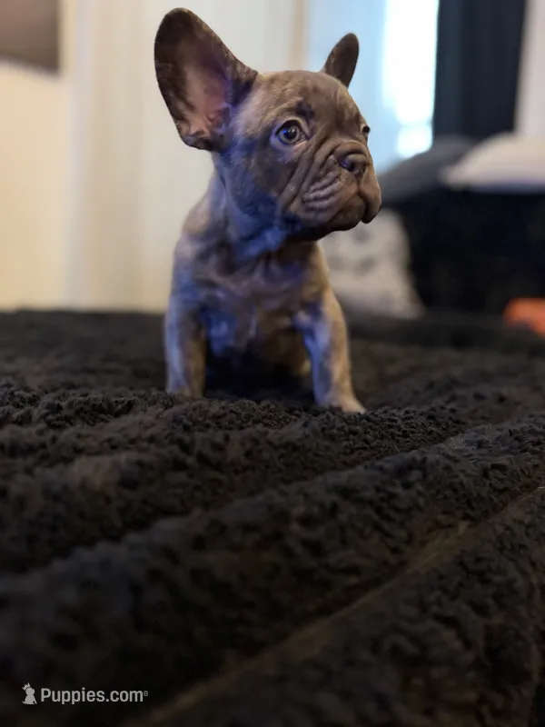 Sassy – French Bulldog puppy for sale in Boston, MA