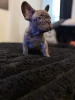 Sassy, a female French Bulldog for sale in Boston, MA – 1 of 4