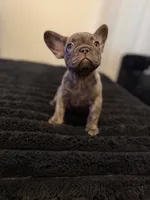 Sassy, a female French Bulldog for sale in Boston, MA – 3 of 4