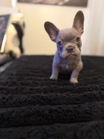Lilo , a female French Bulldog for sale in Boston, MA – 5 of 6