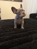 Lilo , a female French Bulldog for sale in Boston, MA – 6 of 6