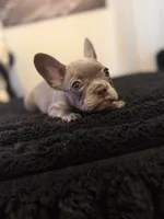 Lilo , a female French Bulldog for sale in Boston, MA – 3 of 6