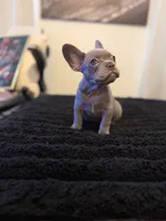 Lilo , a female French Bulldog for sale in Boston, MA – 4 of 6