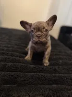 Sassy, a female French Bulldog for sale in Boston, MA – 4 of 4