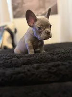 Lilo , a female French Bulldog for sale in Boston, MA – 2 of 6