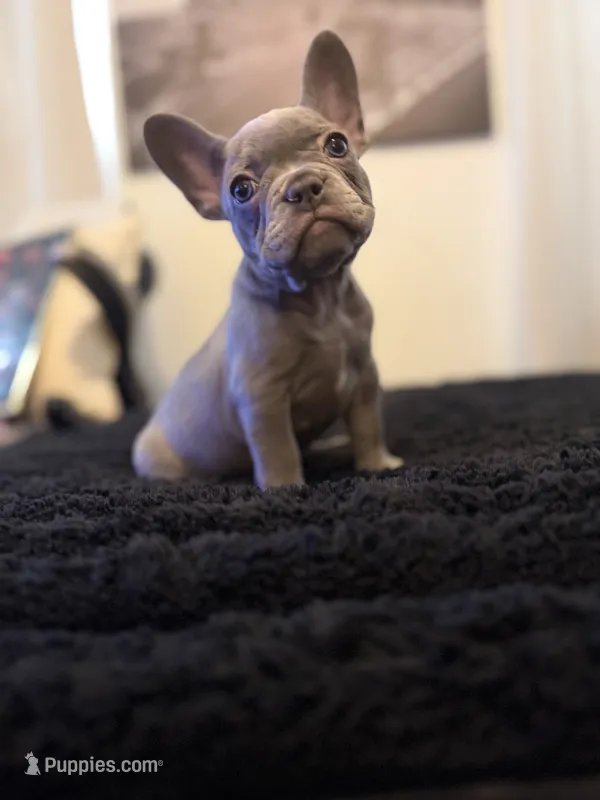 Lilo  – French Bulldog puppy for sale in Boston, MA