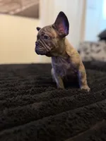 Sassy, a female French Bulldog for sale in Boston, MA – 2 of 4