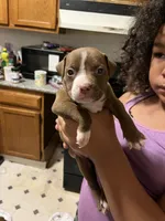 Ace, a male American Pit Bull Terrier for sale in Albany, NY – 1 of 1