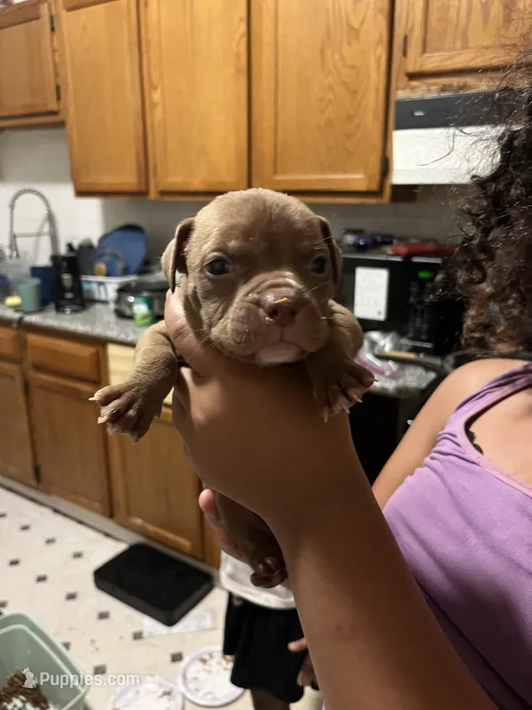 Boss – American Pit Bull Terrier puppy for sale in Albany, NY