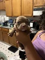 Boss, a male American Pit Bull Terrier for sale in Albany, NY – 1 of 1