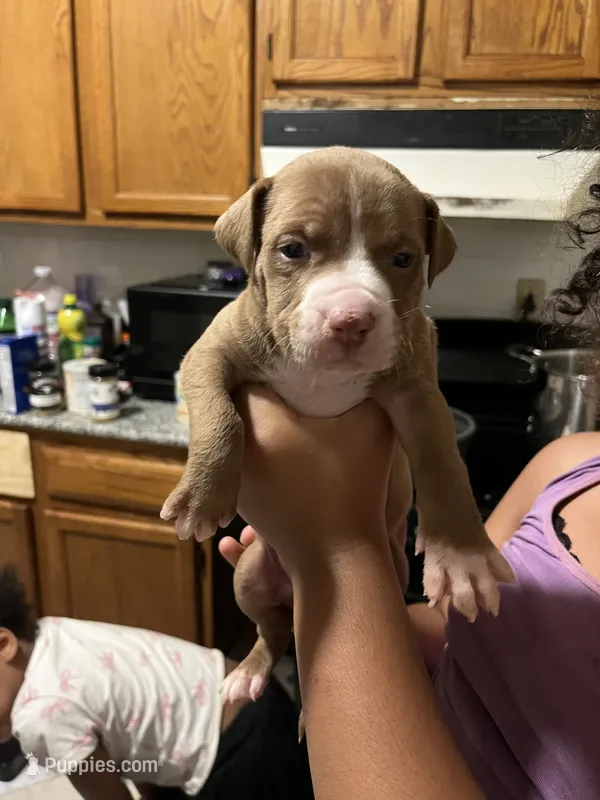 King – American Pit Bull Terrier puppy for sale in Albany, NY