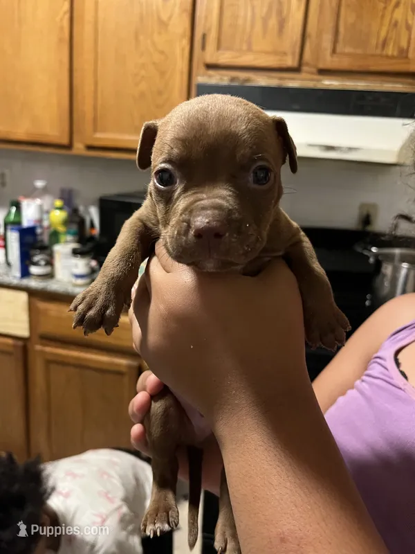 Major – American Pit Bull Terrier puppy for sale in Albany, NY