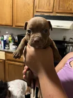 Major, a male American Pit Bull Terrier for sale in Albany, NY – 1 of 1