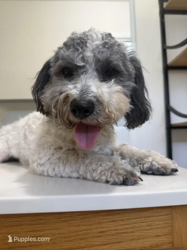 Milo – Maltipoo puppy for sale in Calhoun, GA