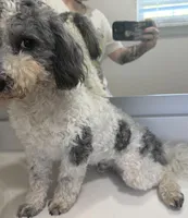 Milo, a male Maltipoo for sale in Calhoun, GA – Photo 2 of 3