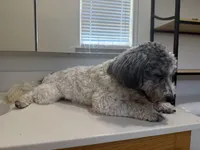 Milo, a male Maltipoo for sale in Calhoun, GA – Photo 3 of 3