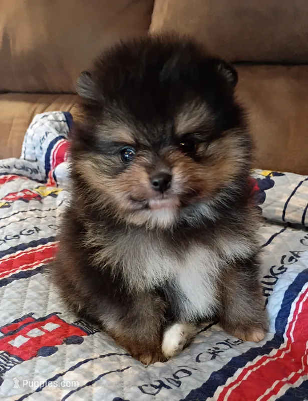 Hopper  – Pomeranian puppy for sale in Pembroke, GA