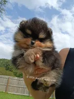 Mikey , a male Pomeranian for sale in Pembroke, GA – 5 of 10