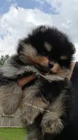 Oliver , a male Pomeranian for sale in Pembroke, GA – 4 of 10