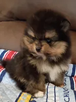 Hopper , a male Pomeranian for sale in Pembroke, GA – 4 of 10
